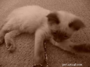 Sookie: The Ragdoll Star of the Week