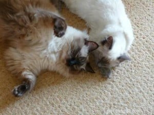 Expert Guide to Introducing Cats: Proven Methods from Mr. Darcy & Sookie s Story