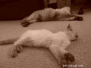 Expert Guide to Introducing Cats: Proven Methods from Mr. Darcy & Sookie s Story