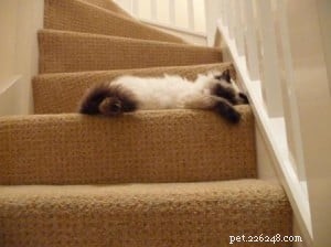 Meet Mr. Darcy: The Adorable Ragdoll Cat of the Week