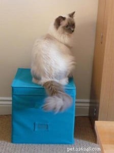 Sookie: The Ragdoll Star of the Week