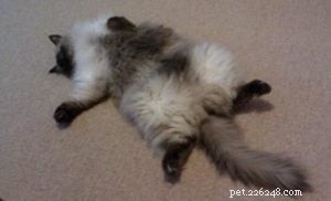 Meet Mr. Darcy: The Adorable Ragdoll Cat of the Week