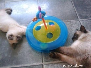 Expert Guide to Introducing Cats: Proven Methods from Mr. Darcy & Sookie s Story