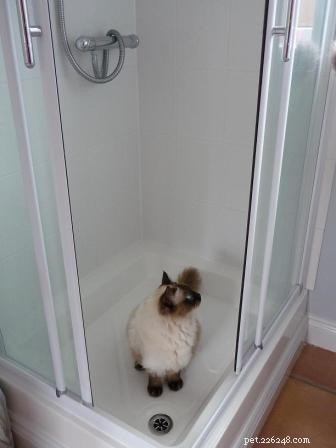 Meet Mr. Darcy: The Adorable Ragdoll Cat of the Week