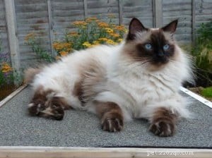 Meet Mr. Darcy: The Adorable Ragdoll Cat of the Week