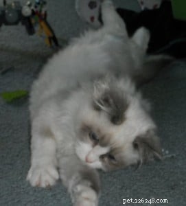 Meet Skittles: The Adorable Ragdoll of the Week