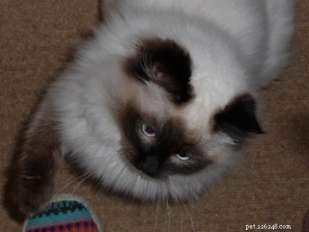 Meet Mr. Darcy: The Adorable Ragdoll Cat of the Week