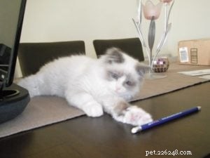 Meet Skittles: The Adorable Ragdoll of the Week