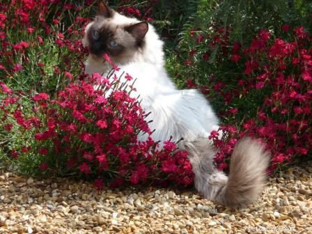 Meet Mr. Darcy: The Adorable Ragdoll Cat of the Week