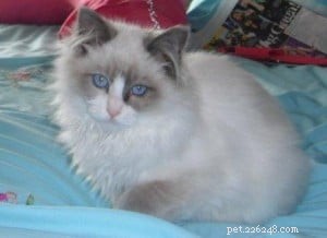 Meet Skittles: The Adorable Ragdoll of the Week