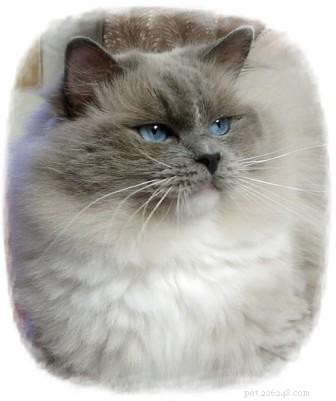 Kodak the Ragdoll: A Charming 4-Week Kitten Photo Session