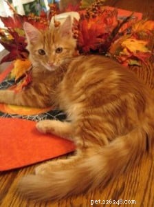 Meet Saxon: The Charming Ragdoll Cat Featured This Week