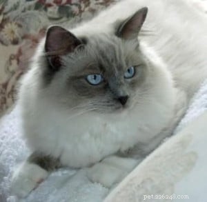 Kodak the Ragdoll: A Charming 4-Week Kitten Photo Session