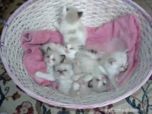 Kodak the Ragdoll: A Charming 4-Week Kitten Photo Session