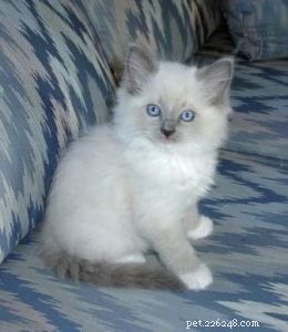 Kodak the Ragdoll: A Charming 4-Week Kitten Photo Session