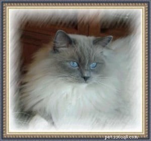 Kodak the Ragdoll: A Charming 4-Week Kitten Photo Session