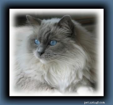 Kodak the Ragdoll: A Charming 4-Week Kitten Photo Session