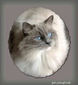 Kodak the Ragdoll: A Charming 4-Week Kitten Photo Session