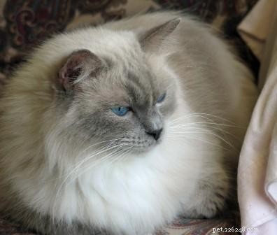 Kodak the Ragdoll: A Charming 4-Week Kitten Photo Session