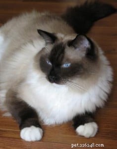 Meet Saxon: The Charming Ragdoll Cat Featured This Week