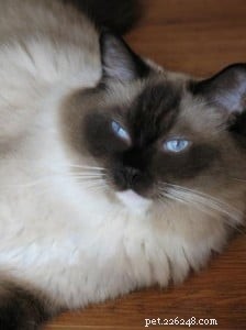 Meet Saxon: The Charming Ragdoll Cat Featured This Week