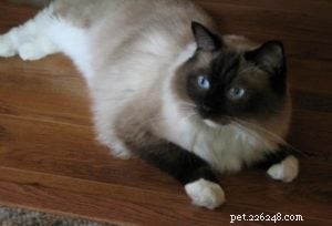 Meet Saxon: The Charming Ragdoll Cat Featured This Week