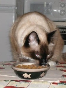Meet Peppermint: This Week’s Featured Ragdoll Cat