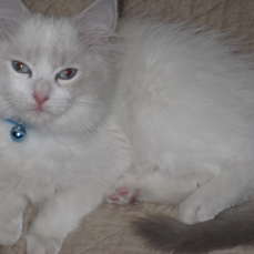 Meet Oliver: The Ragdoll Highlight of the Week
