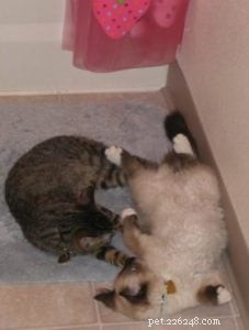Meet Peppermint: This Week’s Featured Ragdoll Cat