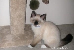 Meet Peppermint: This Week’s Featured Ragdoll Cat