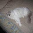 Meet Oliver: The Ragdoll Highlight of the Week