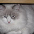 Meet Oliver: The Ragdoll Highlight of the Week