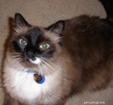 Meet Peppermint: This Week’s Featured Ragdoll Cat