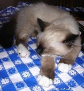Meet Peppermint: This Week’s Featured Ragdoll Cat