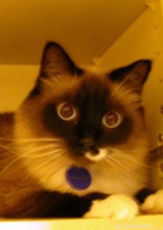 Meet Peppermint: This Week’s Featured Ragdoll Cat
