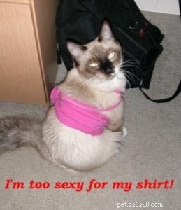 Meet Peppermint: This Week’s Featured Ragdoll Cat
