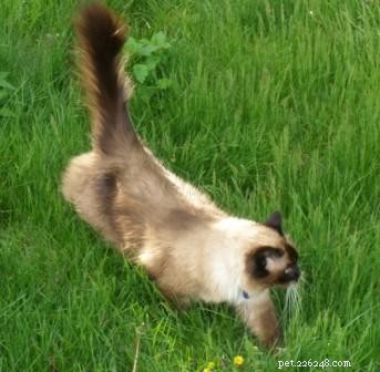 Meet Peppermint: This Week’s Featured Ragdoll Cat