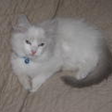 Meet Oliver: The Ragdoll Highlight of the Week