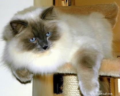 Baxter: The Blue Point Ragdoll Royalty of the Week