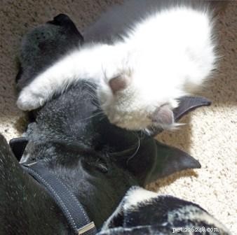 Baxter: The Blue Point Ragdoll Royalty of the Week