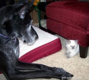 Baxter: The Blue Point Ragdoll Royalty of the Week