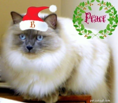 Baxter: The Blue Point Ragdoll Royalty of the Week