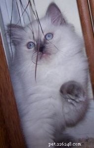 Baxter: The Blue Point Ragdoll Royalty of the Week