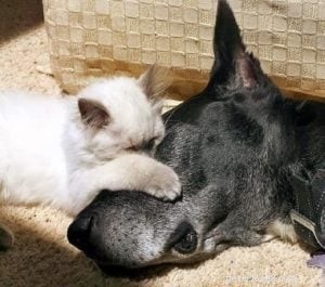 Baxter: The Blue Point Ragdoll Royalty of the Week