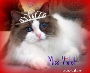 Meet Violet: The Ragdoll of the Week – A Heartwarming Rescue Story