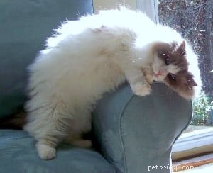 Meet Violet: The Ragdoll of the Week – A Heartwarming Rescue Story