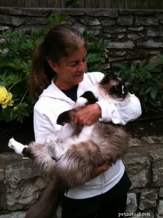 How to Safely Hold Your Cat: Comfortable Techniques for You and Your Feline
