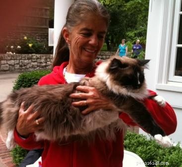 How to Safely Hold Your Cat: Comfortable Techniques for You and Your Feline