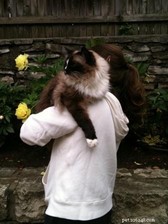 How to Safely Hold Your Cat: Comfortable Techniques for You and Your Feline