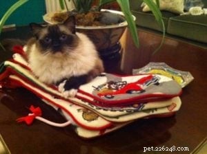 10 Must-Have Gifts to Fill Your Cat’s Christmas Stocking